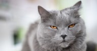 Behaviourist explains common mistake that won't make a cat want to come near you
