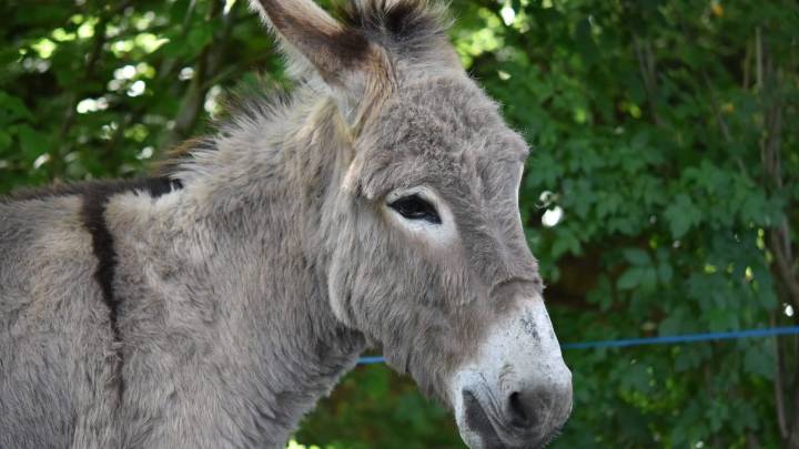 Conservatives Run Actual Donkey in Mennonite Town, Still Confident of Victory