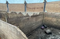 Dead horse remains found at Pure Gold Stables in Salem