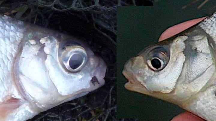 The 'cursed' fish that rained over the Darling Downs