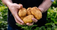 Potato shortage: Aussies hit with nationwide potato shortage after 'toughest season' in a decade