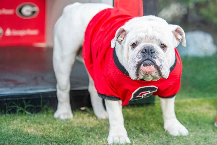 Where to watch Georgia vs Ole Miss streaming free today; TV channel, time, odds
