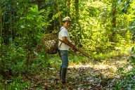 MADRE DE DIOS: RESTAURAN MÁS 700 MIL HECTÁREASDE BOSQUE PARA CONSERVAR LA BIODIVERSIDAD