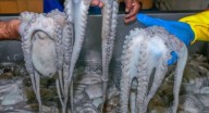 Piura: Lanzan el concurso gastronómico “Maestros del pulpo”
