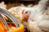 Argentina reactiva exportaciones avícolas tras brote de influenza