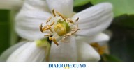 Aromas que embriagan