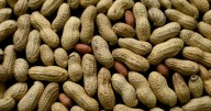 Medical study shows early peanut introduction may prevent allergies in children