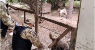 Rescataron más de 80 perros que estaban encerrados en una casa