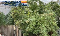 Detenido por tráfico de drogas en Villanueva de la Serena (BA)
