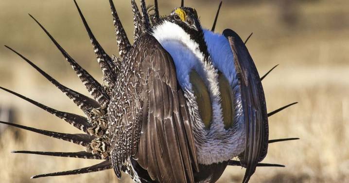 Out of lek?: Saving Montana sage grouse habitat running into funding slump
