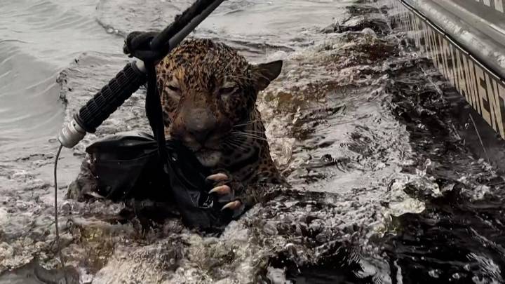Así es como militares rescatan a un jaguar herido de bala en Brasil