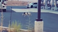 Arizona Man Witnesses Stray Dog Snatching Food From Starbucks And Comes To Her Aid