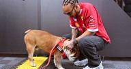 Lewis Hamilton pays tribute to 'amazing friend' who helped his beloved dog Roscoe