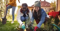 Gardener says don't make common mistake planting veg this autumn