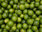 Productores piden ayuda por desplome en precio del limón