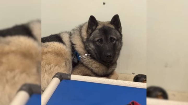 Terrified Dog In Pennsylvania Shelter Trembles With Fear Until One Family Steps In