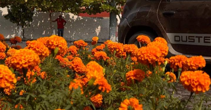 Aumenta precio de las flores y se resienten las ventas en Tecomán por Día de Muertos
