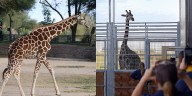 St. Louis Zoo welcomes new giraffes to WildCare Park