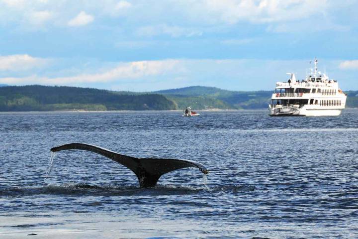 A Whale-Watching Boat Has a Run-in with a Humpback Whale, Passengers Aboard
