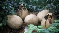 Bombazo en la zoología: descubren un huevo de dinosaurio casi intacto y no dan crédito a lo que habría dentro