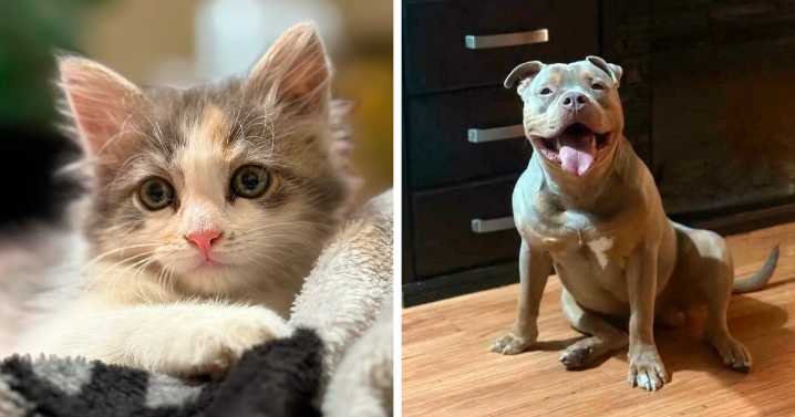87 Soul-Soothing Photos Of Adopted Pets To Bring The Instant Warm Fuzzies (October Edition)