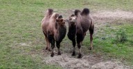 Edinburgh Zoo welcomes two new arrivals with Quill and Quaver the camels