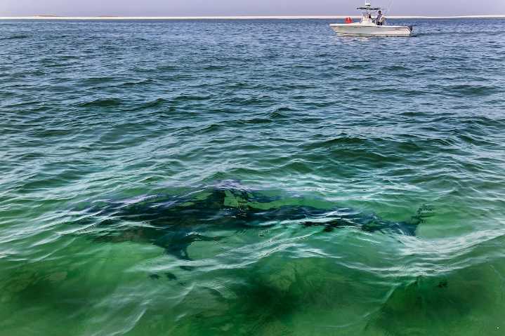 Massive shark tagged in Mass. has been found in rare spot