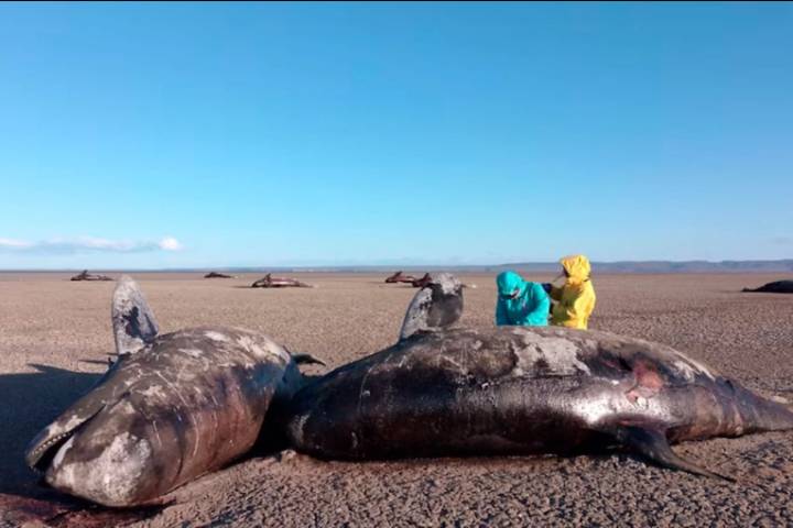 Encontraron más de 20 orcas muertas en Tierra del Fuego: investigan las causas