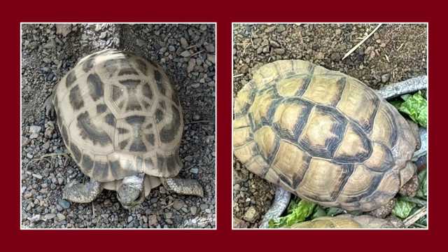 2 critically endangered tortoises stolen from Indianapolis Zoo