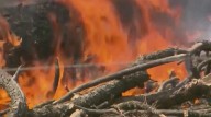Wildfire smoke found to reduce sperm quality in new study