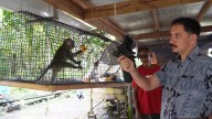 Monkeys overrun Angaur as US military land clearing drives population into town