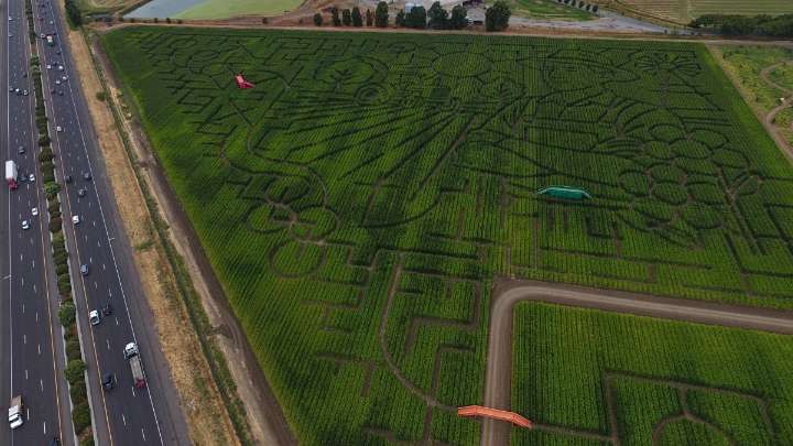 Cool Patch Pumpkins ofrece diversion en el condado Solano