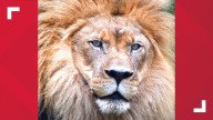 Akron Zoo mourns death of male lion: 'He will be missed by us all'