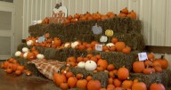Loreauville pumpkin patch brings fall fun and community spirit for sixth year