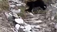Unos cazadores se topan con un oso en Ansó durante una batida