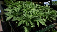 Two held with marijuana worth Rs 16.5 lakh in Begumpet