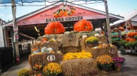 La nueva propietaria continúa la tradición de las calabazas gigantes en Bearss Groves