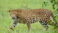 Telangana: Suspected leopard sighted near Choutuppal, search on