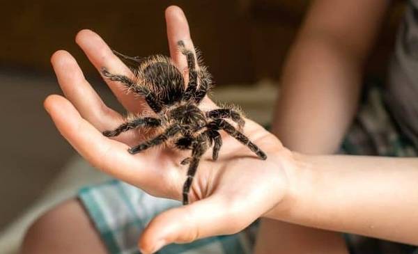 Cuáles son los efectos de la picadura de la araña bananera: uno por uno