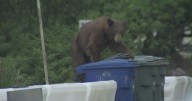 WATCH: Bear grabs a bite to eat behind reporter