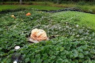How to grow a giant pumpkin, with help from science