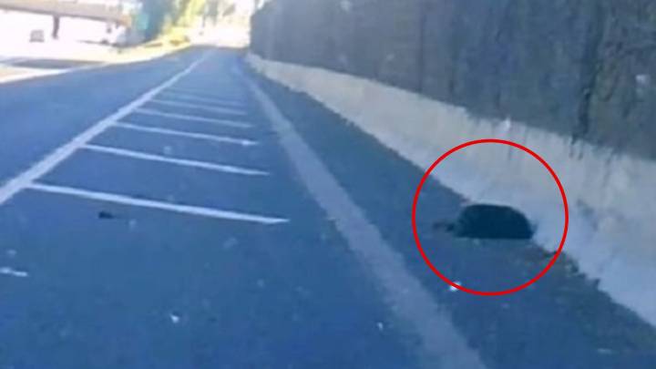 California Driver Notices Something Dark On The Freeway And Is Stunned When He Gets Closer