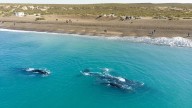 Naturaleza en su máximo esplendor: el encantador destino de Argentina para admirar ballenas y pingüinos