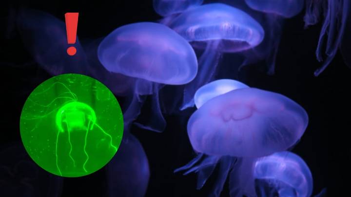 La novedosa arma China diseñada para misiones de espionaje que alarma a grandes potencias