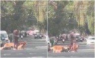 VIDEO: Paseador de perros en CDMX es captado ahorcando un animal y desata indignación en redes