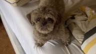 Vermont Dog’s Strange Behavior Leads Owner To A Surprising Discovery