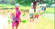 Odisha Cabinet approves 3-year extension of Crop Diversification Programme