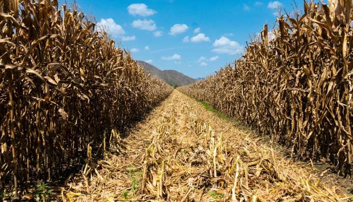 Satélites que cuidan el maíz, tecnología detecta estrés en cultivos con 90% de precisión