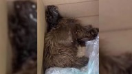 California Puppy With Neurological Disorder Begins Healing Journey In Loving Home