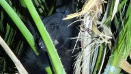 Bear rescued from a palm tree in Arizona